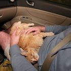 Lost Dog in Louisville, Kentucky — listing photo