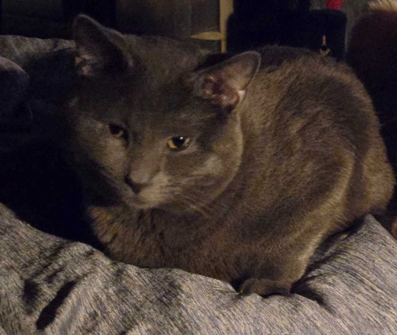 Lost Cat in DeSoto, Texas — listing photo