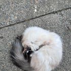 Found Cat in Portland, Oregon — listing photo