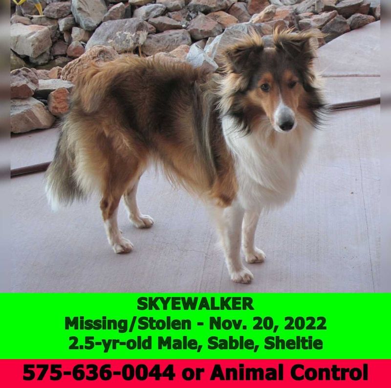 Lost Dog in Las Cruces, New Mexico — listing photo