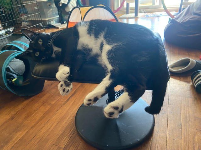 Lost Cat in New York, New York — REPOST - MISSING CAT missing in Bensonhurst