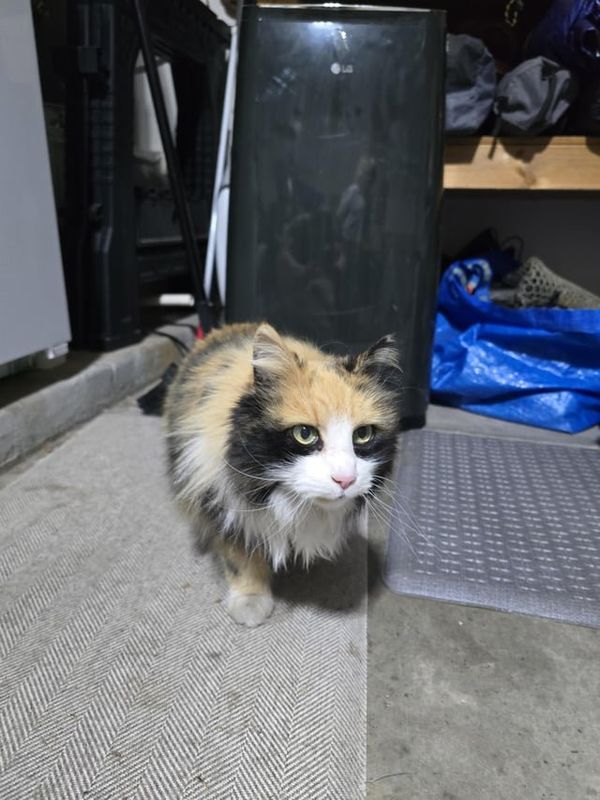 Lost Cat in Gilbert, Arizona — listing photo