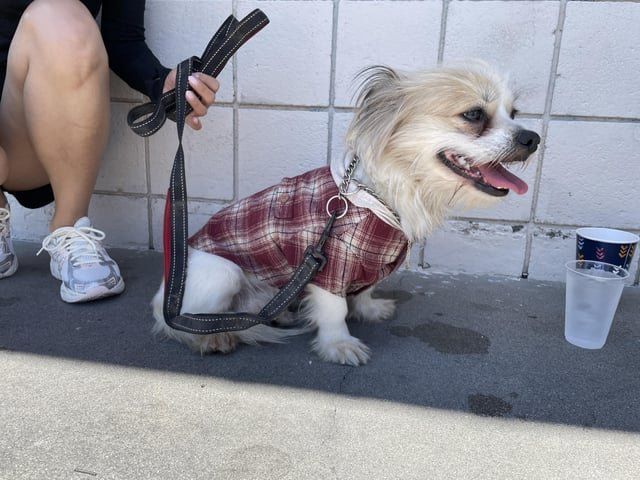 Lost Dog in Los Angeles, California — listing photo