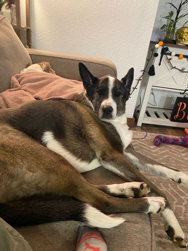 Lost Dog in Sonora — listing photo