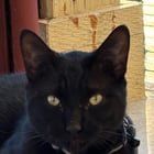 Lost Cat in San Antonio, Texas — listing photo