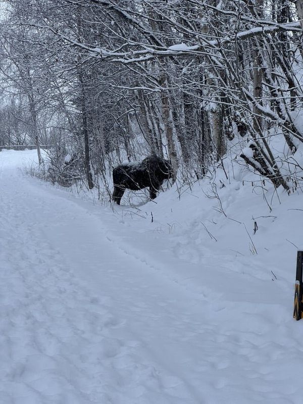 Found Dog in Anchorage, Alaska — Dogs on Coastal Trail in winter