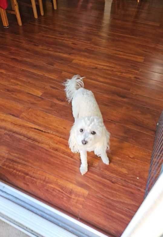 Lost Dog in North Highlands — listing photo