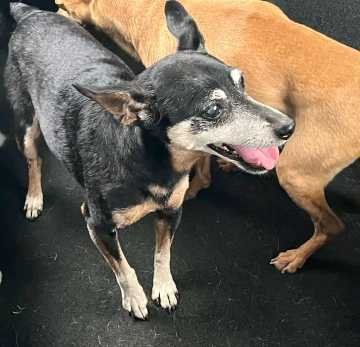 Lost Dog in TX 78415 — listing photo