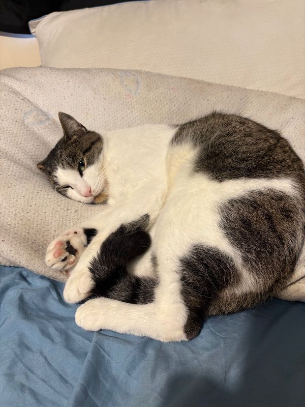 Lost Cat in North Kingstown — listing photo