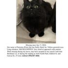 Lost Cat in Austin, Texas — UPDATE - MISSING CAT PIMI 🐈‍⬛
