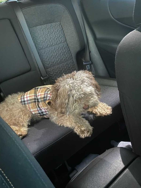 Lost Dog in Aurora, Colorado — listing photo