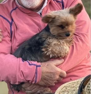 Lost Dog in Tarpon Springs — listing photo
