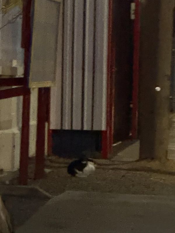 Lost Cat in K — listing photo
