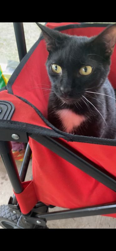 Lost Cat in Summerfield — listing photo