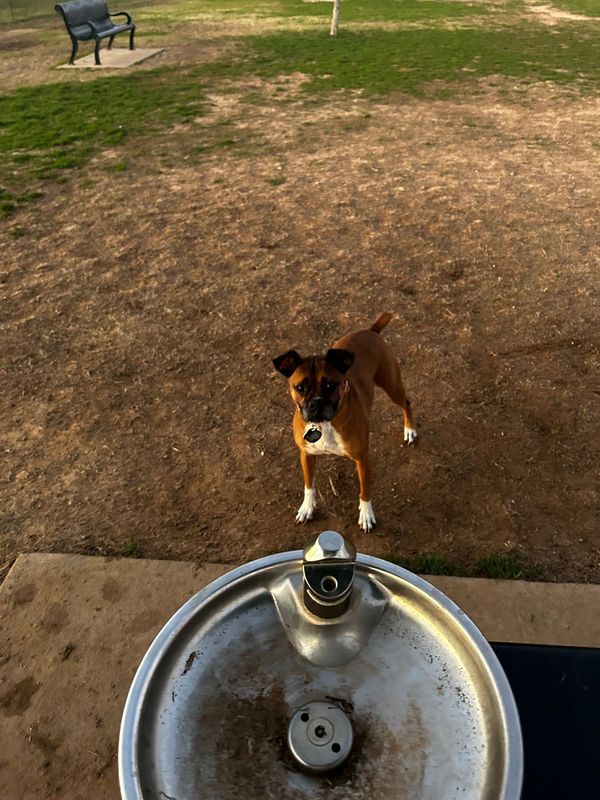 Lost Dog in Fort Worth, Texas — listing photo