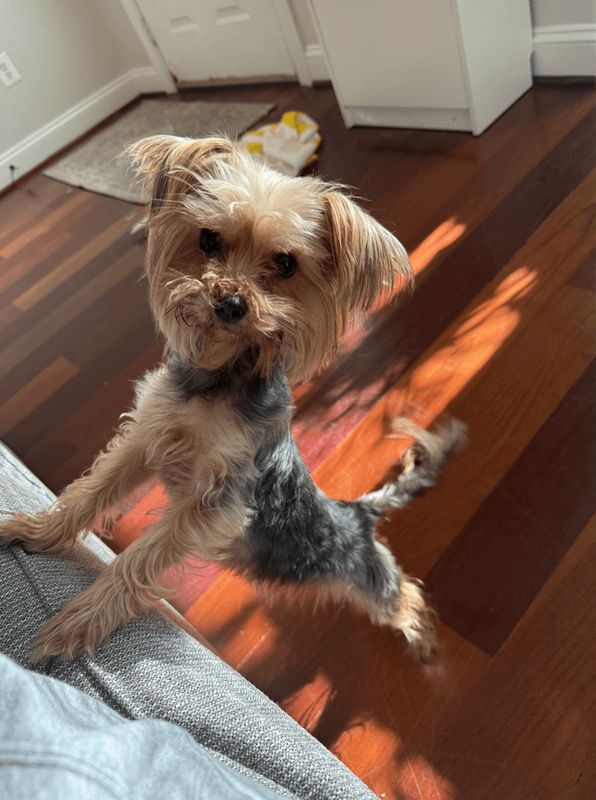 Found Dog in Washington, District of Columbia — listing photo