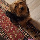 Found Dog in El Paso, Texas — Dog found