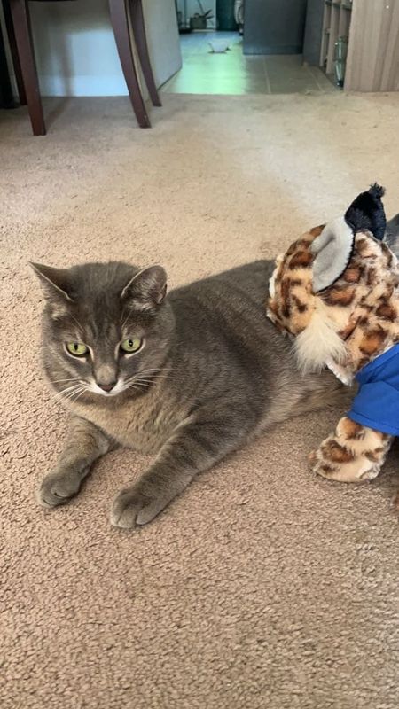 Lost Cat in Cornelius — listing photo