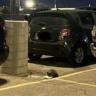 Lost Cat in K — listing photo