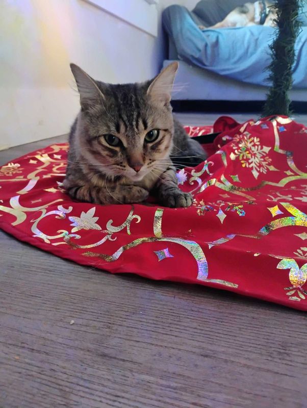 Lost Cat in Daytona Beach, Florida — listing photo