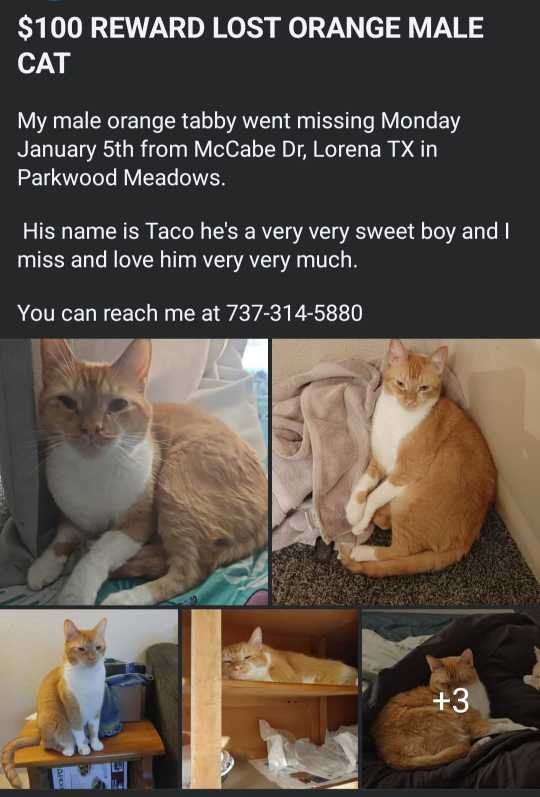 Lost Cat in Lorena — listing photo