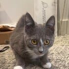 Found Cat in Charlotte, North Carolina — listing photo