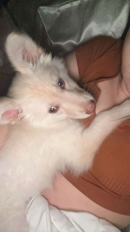 Lost Dog in Gastonia, North Carolina — listing photo
