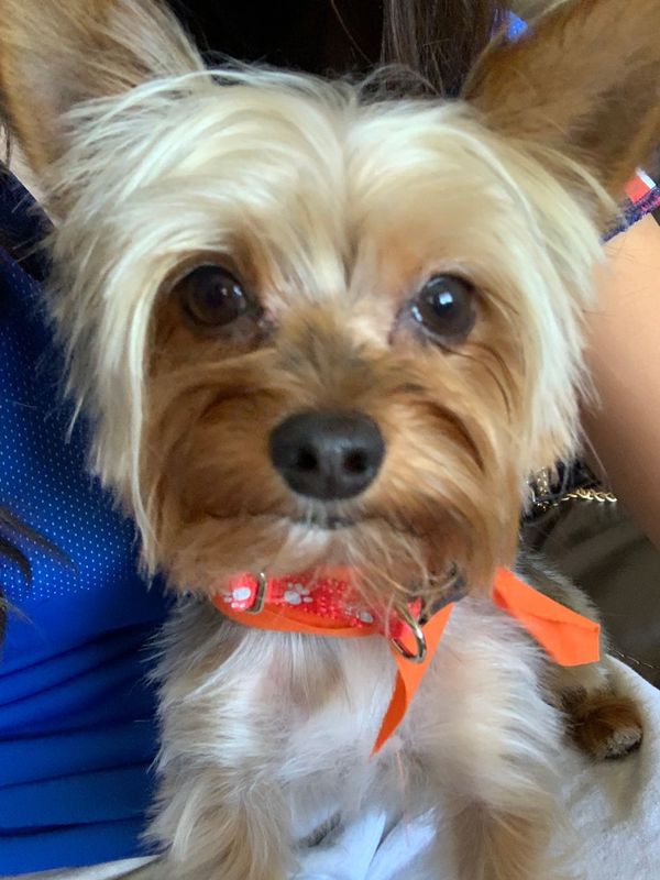 Lost Dog in El Paso, Texas — listing photo
