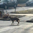 Found Dog in Chicago, Illinois — Post-Snow Coyote