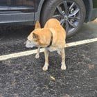 Found Dog in Columbus, Ohio — Dog Found Near 3rd Street