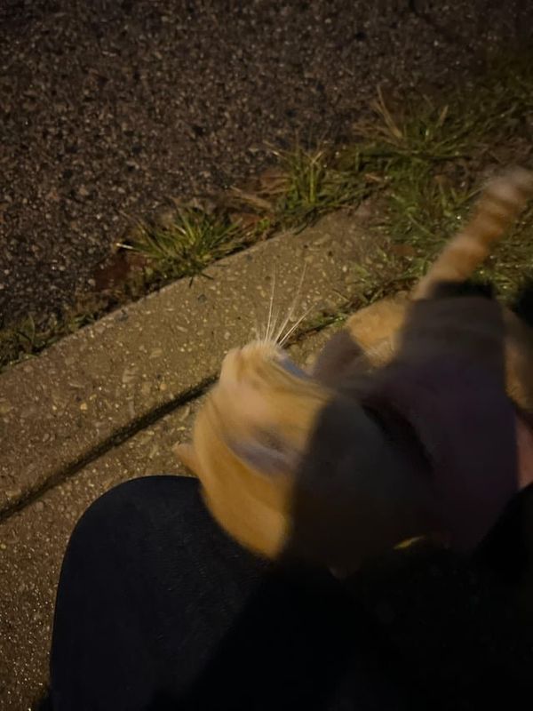 Lost Cat in Philadelphia, Pennsylvania — Anyone missing an orange cat in rox? Corner of Osborn and manayunk ave