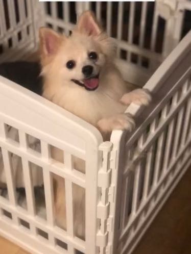 Lost Dog in Houston, Texas — listing photo