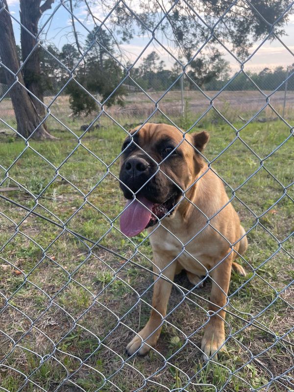Found Dog in Fayetteville, North Carolina — listing photo