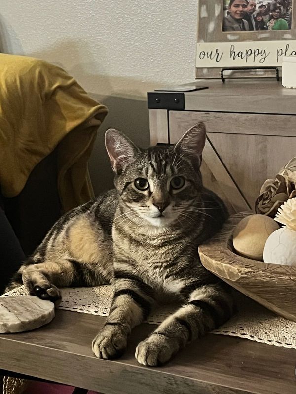 Lost Cat in La Grange — listing photo