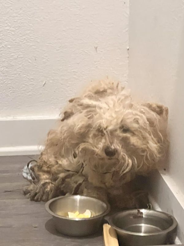 Lost Dog in Plano, Texas — listing photo
