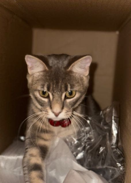 Lost Cat in Arlington, Texas — listing photo