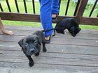 Found Dog in Des Moines, Iowa — Golden Retriever, Pitbull Mix Puppies