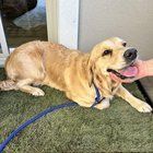 Lost Dog in Gilbert, Arizona — listing photo
