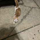 Found Cat in Philadelphia, Pennsylvania — listing photo