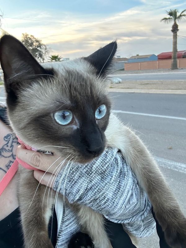 Lost Cat in Eloy — listing photo