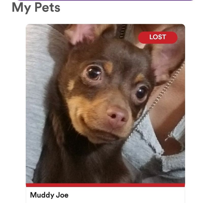 Lost Dog in Denver, Colorado — listing photo