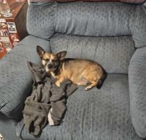 Lost Dog in Nanticoke — listing photo