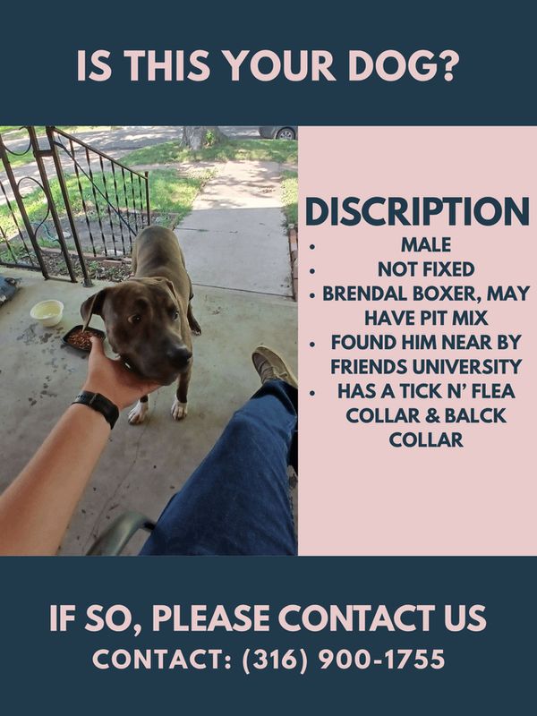 Lost Dog in Wichita, Kansas — Is this your dog?