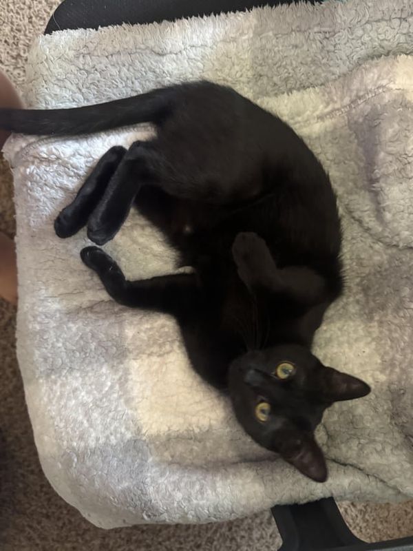 Found Dog in Mesa, Arizona — Low cost cat spay treatment centers and vets