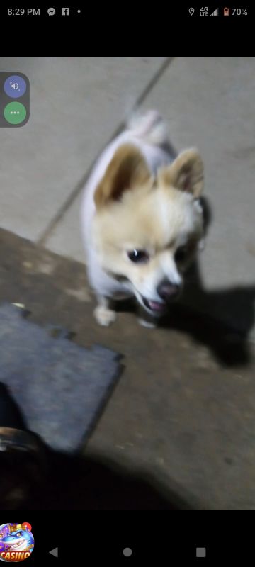 Found Dog in Ceres, California — listing photo