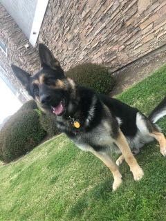 Lost Dog in Denver, Colorado — listing photo
