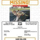 Lost Pet in K — listing photo