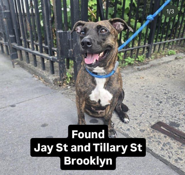 Found Dog in New York, New York — listing photo