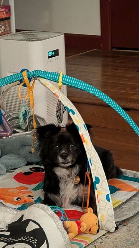 Lost Dog in Aloha — listing photo
