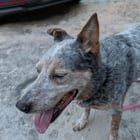 Lost Dog in Orlando, Florida — listing photo